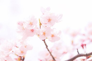 Güzel çiçekler, yakın görüş, bitki konsepti.