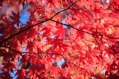 Sonbahar ağaçlarının dalları ve güneş ışığında kırmızı yapraklar. 