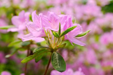 Güzel çiçekler, yakın görüş, bitki konsepti.