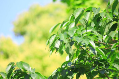 Parktaki ağaçta güzel yeşil yapraklar