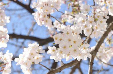 Güzel çiçekler, yakın görüş, bitki konsepti.