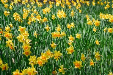 Arka planda kırmızı yangın musluğu olan sarı bir çiçek tarlası.