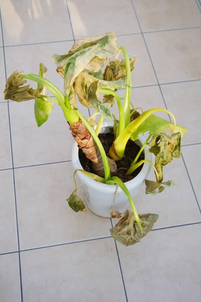 Withered green plant in a pot on background, close up