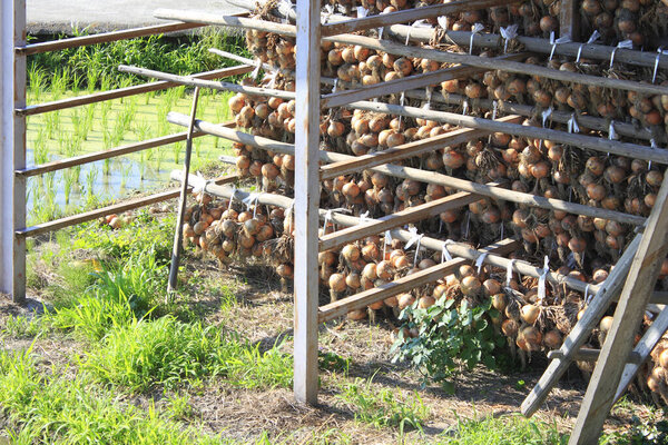 спелый органический лук высыхает на открытом воздухе в солнечный день 