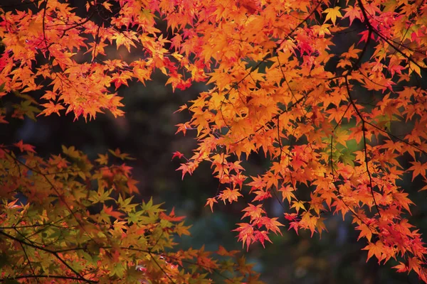 Φθινοπωρινά Φύλλα Στο Δάσος — Φωτογραφία Αρχείου