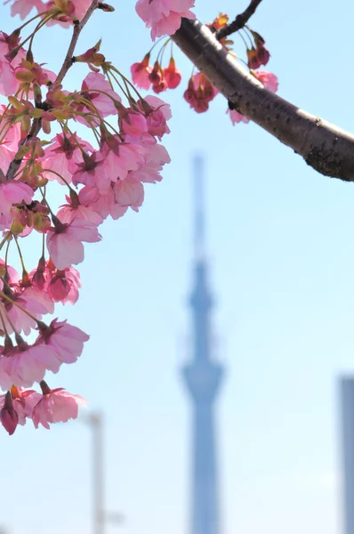 Albero Sakura Nel Parco — Foto Stock
