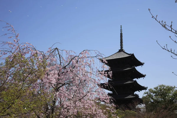 Kirschblüte Japan — Stockfoto