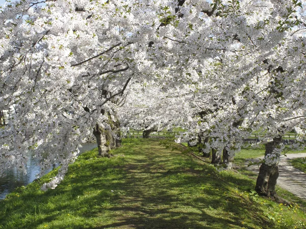 Belas Flores Brancas Nas Árvores Florescendo Primavera — Fotografia de Stock