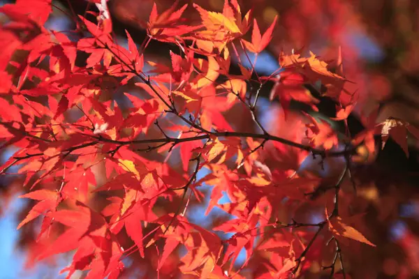 Parkta Renkli Sonbahar Ağaçları Gündüz Görüşü — Stok fotoğraf