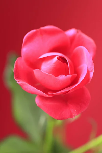 Rose Rouge Sur Fond Rouge — Photo