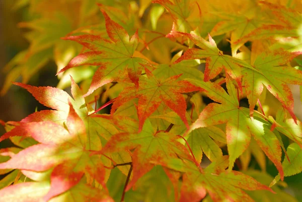 Κοντινό Πλάνο Πολύχρωμων Φθινοπωρινών Φυλλωμάτων Στα Δέντρα — Φωτογραφία Αρχείου