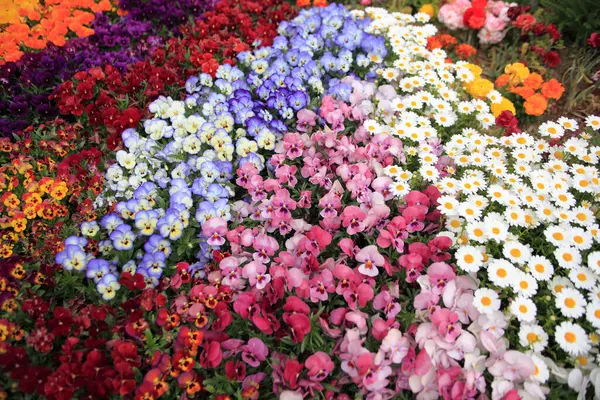 Fantastiska Blommor Närbild Flora Koncept — Stockfoto