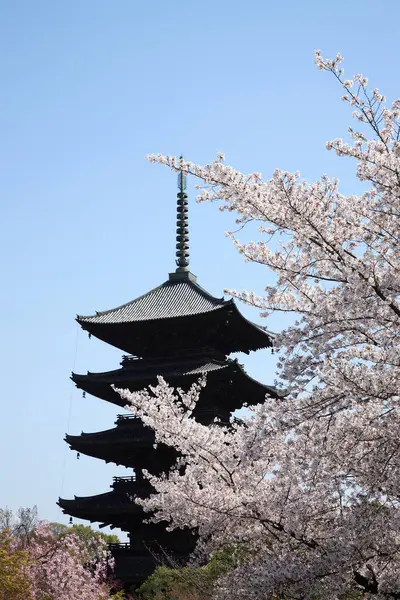 日本的樱花 — 图库照片