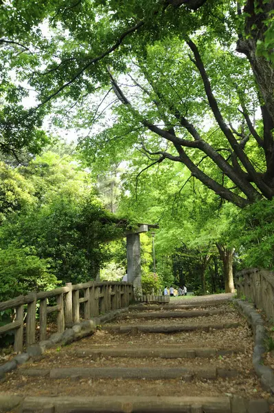 Ağaçlı Bir Parkta Tahta Bir Köprü — Stok fotoğraf