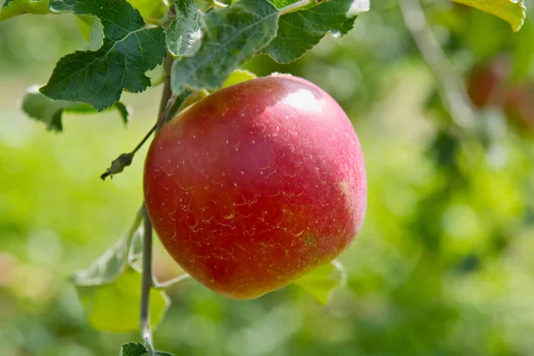 庭にあるリンゴ — ストック写真