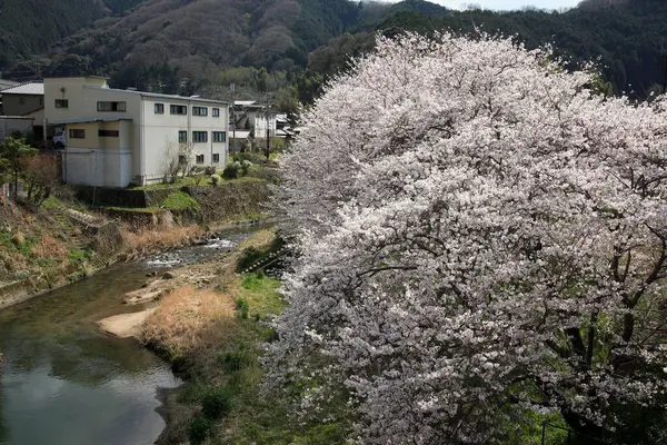 Flor Cerezo Japón —  Fotos de Stock