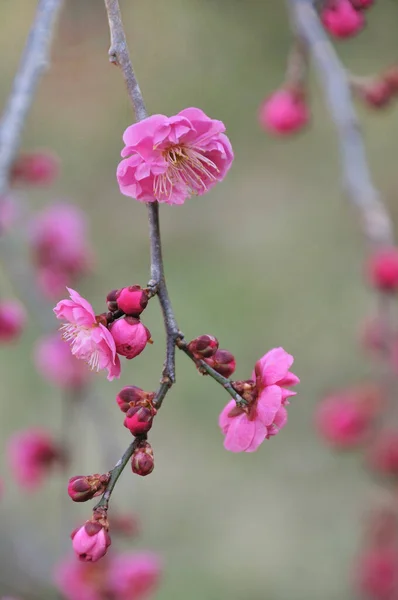 Όμορφα Ροζ Λουλούδια Στον Κήπο Άνθη Δέντρων Ανθίζουν Την Άνοιξη — Φωτογραφία Αρχείου
