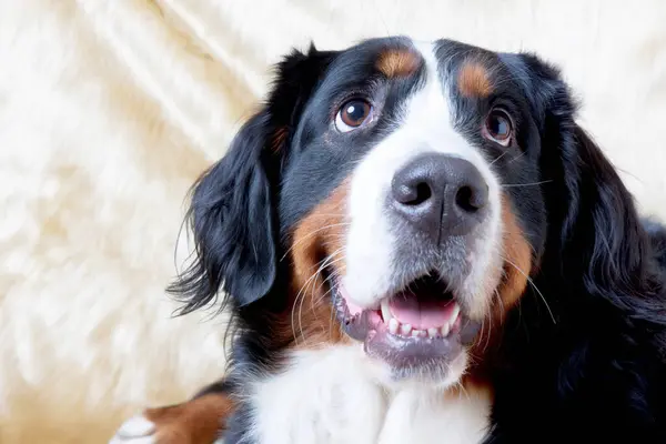 Yüzünde Kocaman Bir Gülümseme Olan Bir Köpek — Stok fotoğraf