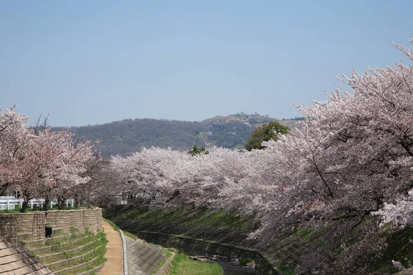 Cherry Blossom Japan — Stock Photo, Image