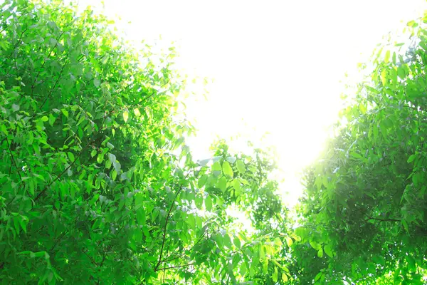 Hermosos Árboles Verdes Hojas Bosque — Foto de Stock