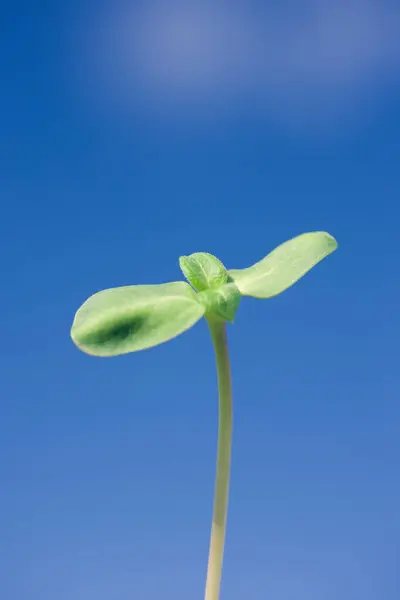 Vista Cerca Una Planta Verde Joven Contra Cielo Azul — Foto de Stock