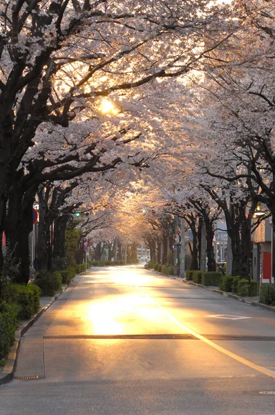 Flor Cereja Sakura Japão — Fotografia de Stock