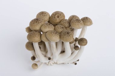 Ham mantar beyaz arka plan üzerinde izole yığını