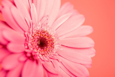 Pembe arka planı olan pembe bir çiçek.