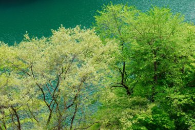 Ormanlar arasında güzel bir nehir. doğa arkaplanı