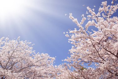 Sakura masmavi gökyüzünde çiçek açıyor. 