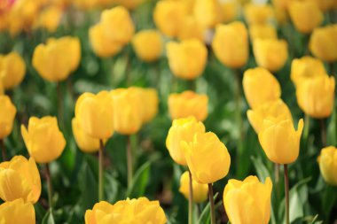 Renkli bahar çiçekleri güneş ışığında çiçek açıyor 