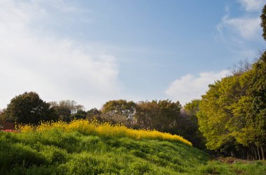 Güzel sonbahar manzarası, ağaçlar ve yapraklar