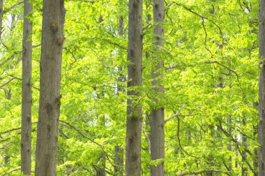 Güzel yeşil ağaçlar bahar Parkı