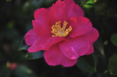 Bahçedeki pembe çiçeğin yakın plan görüntüsü. Güzel botanik fotoğrafı, doğal duvar kağıdı.