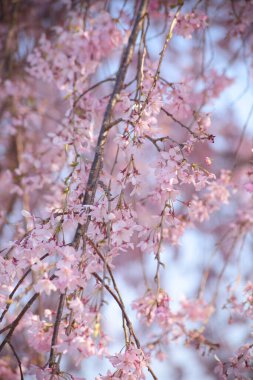 Bahçede güzel sakura çiçekleri