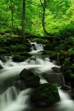 Ormanda büyüleyici bir şelale