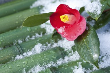 Bambu çubuklarının üzerinde yeşil yapraklar olan küçük çiçeğe yakın plan  