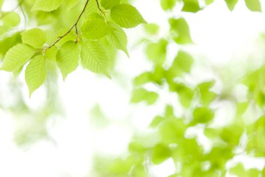 Ağaçta taze bahar yeşili yapraklar. Doğa arkaplanı