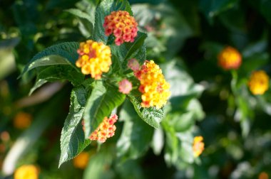 Güzel çiçekler, yakın görüş, bitki konsepti.