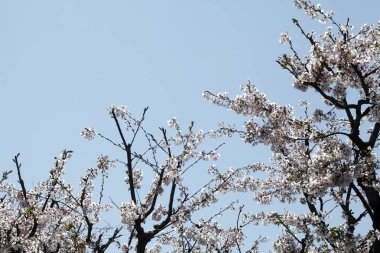Güzel çiçekler, yakın görüş, bitki konsepti.