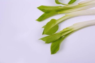 Beyaz arkaplanda izole edilmiş küçük yeşil bitkiler