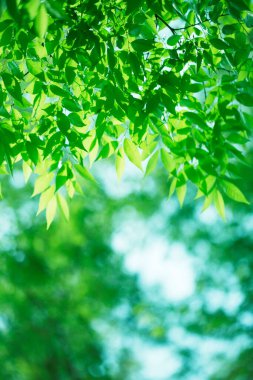 Ağaçta taze bahar yeşili yapraklar. Doğa arkaplanı