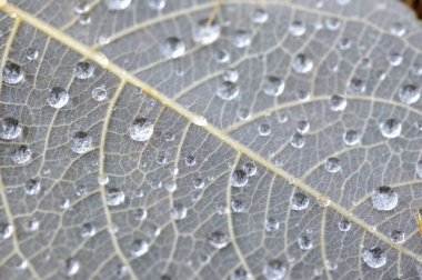 Suda sonbahar yaprakları