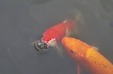 Havuzda yüzen güzel koi balıkları       