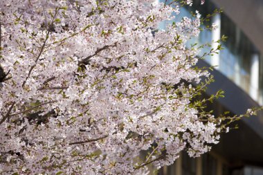 Ağaçlarda açan güzel bahar çiçekleri