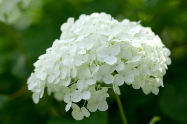 Bahçedeki güzel ortanca çiçekleri