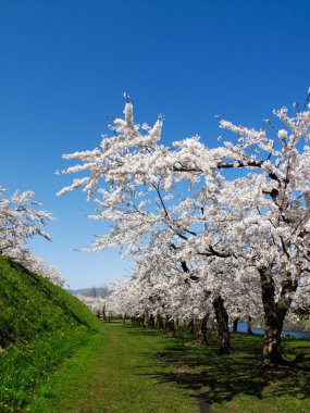 İlkbaharda açan ağaçlarda güzel beyaz çiçekler