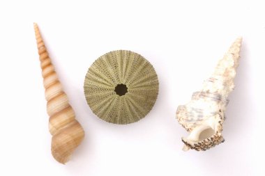 Beyaz arka planda izole edilmiş üç deniz kabuğu