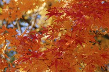 Sonbahar yaprakları, sonbahar bitkileri