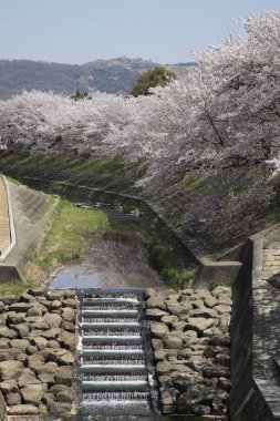 Japonya 'da kiraz çiçeği